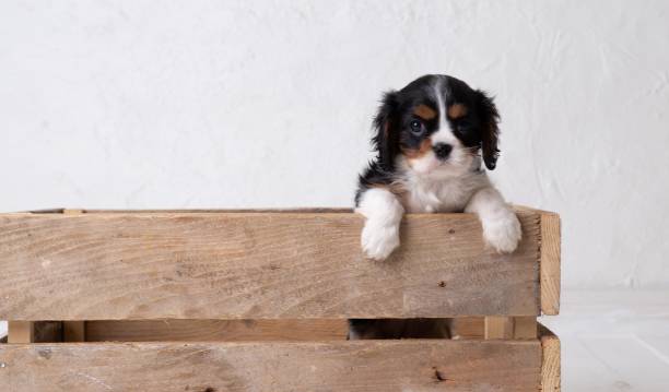 istock The beautiful little King Charles Cavalier Spaniel puppy 1316128496