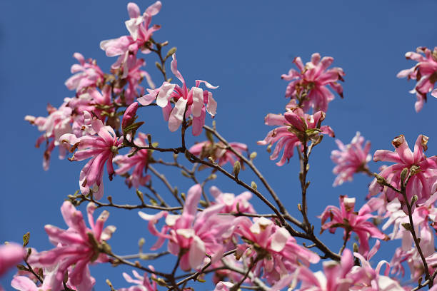 istock Pink Magnolia Stellata 1316128590