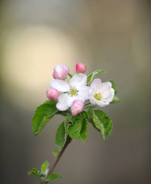 istock apple blossoms on the tree in orchard 1316128909