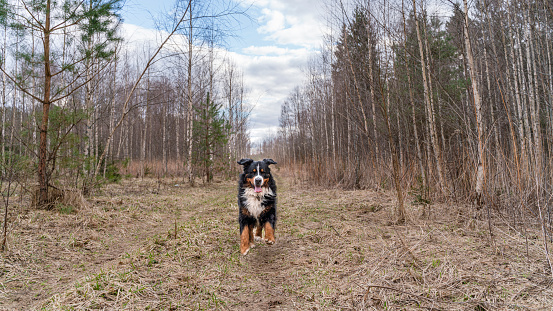 Happy Zennenhund dog is running through the forest along with a country road.
