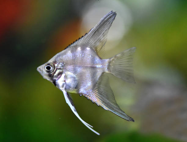 istock an angelfish in an aquarium 1316130025