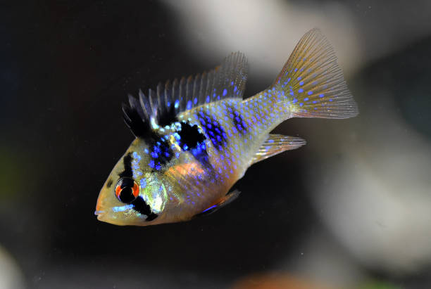 istock a ramirezi fish in an aquarium 1316130027