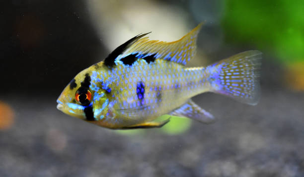 istock a ramirezi fish in an aquarium 1316130085