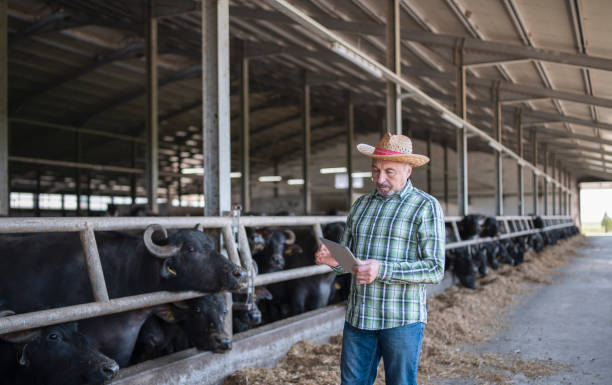 istock Senior farmer standing in the barn and holding a digital tablet. 1316130169