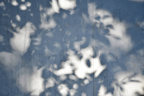 istock Abstract leaves shadow background with light bokeh  natural leaves tree branch falling on white wall texture for background 1316132525
