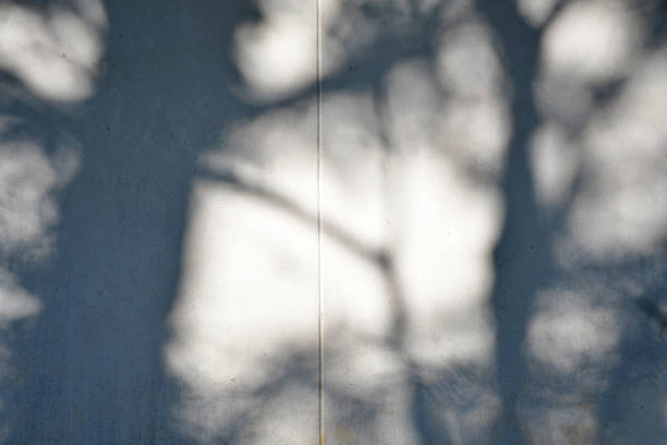 istock Abstract leaves shadow background with light bokeh  natural leaves tree branch falling on white wall texture for background 1316132526