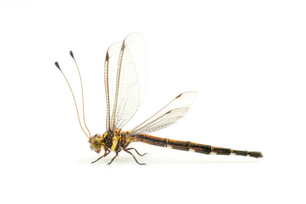 istock dragonfly,dragonfly wing in high definition on white background, macro 1316133250