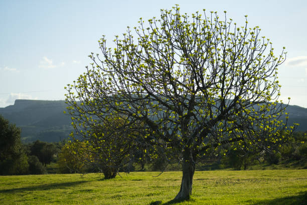 istock Blooming leaves on tree in spring season. 1316135388