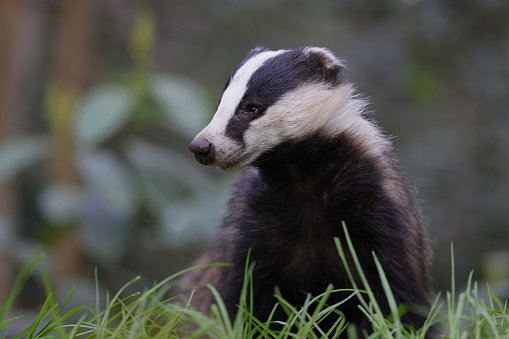 The European badger, also known as the Eurasian badger, is a badger species in the family Mustelidae native to almost all of Europe and some parts of Western Asia.