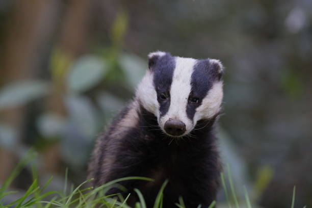 istock The European badger 1316136350