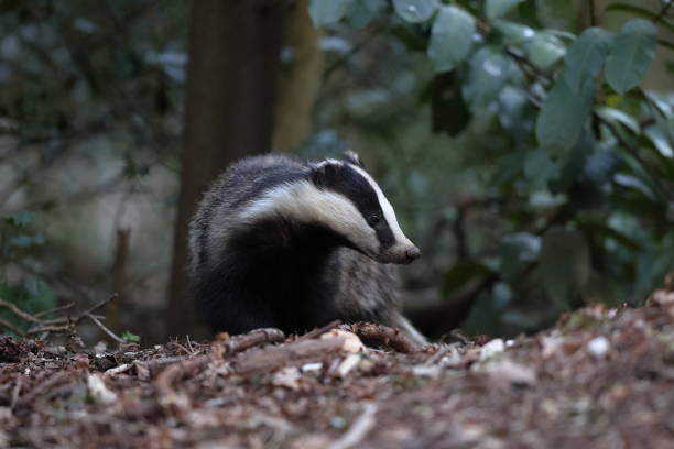 istock The European badger 1316136356