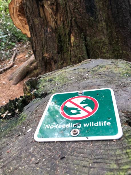 istock No feeding wildlife forest sign 1316137941