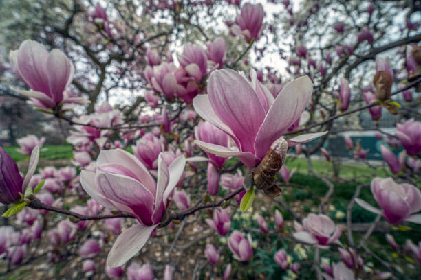 Zoom in photo of  tree blossoms in springtime in front of a clear sky