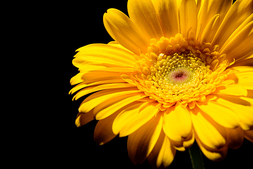 Yellow Gerbera flower with studio lighting. Capture produced in studio on a dark background.