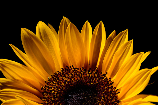 Sunflower with studio lighting. Capture produced in studio on a dark background.