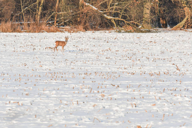 istock A young wild deer looks for danger while standing in a snow-covered field in winter. 1316141505