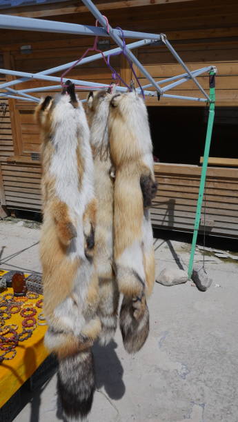 istock fox killed for hides, pelts and fur being used as luxury apparel 1316142612