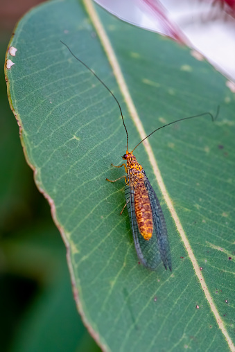 Close-up of an unusual orange coloured Lacewing insect on a eucalyptus leaf