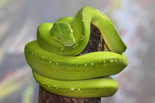 Australian Green Python curled up on tree branch