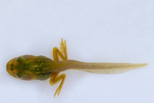 istock Tadpole of Growling Grass Frog 1316147890