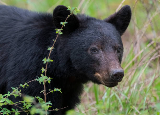 orso nero nella foresta - cades cove foto e immagini stock