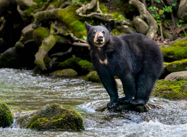 black bear cub crossing a mountain stream - great smoky mountains fotos stock-fotos und bilder