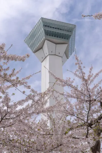 A view of the Goryokaku Tower in Hakodate framed by cherry blossom during full bloom. Goryokaku Tower overlooks a famous Star shaped fort in Hakodate, Japan.
