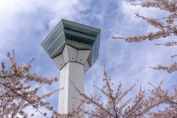 A view of the Goryokaku Tower in Hakodate framed by cherry blossom during full bloom. Goryokaku Tower overlooks a famous Star shaped fort in Hakodate, Japan.