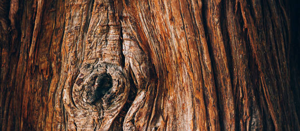 texture d’écorce d’arbre se ferment vers le haut, fond normal - bark textured close up tree photos et images de collection