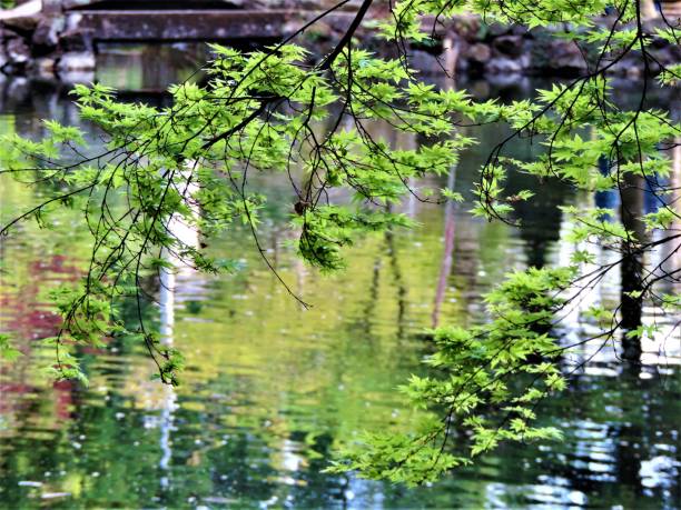 istock Japan. April. Traditional Japanese pond. Reflections. 1316155823