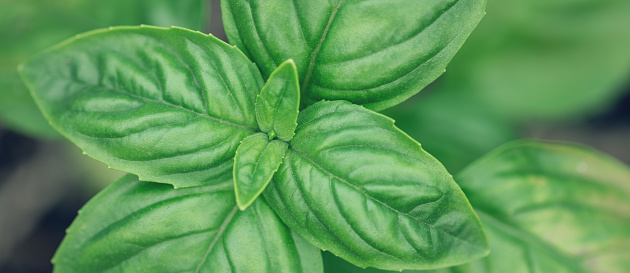 Close up of fresh green basil on a dark background. Food background. Soft focus - Image