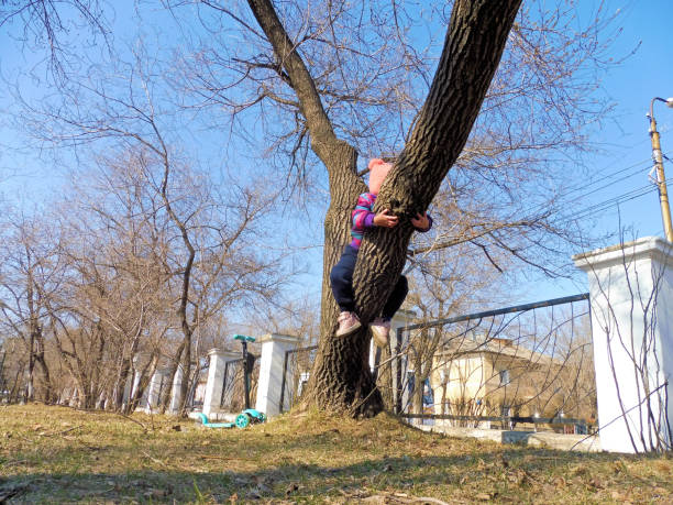 niño de cuatro o cinco años de edad subió a árbol en el parque, concepto de la gente - superando el miedo a las alturas - child 4 5 years laughing little girls fotografías e imágenes de stock