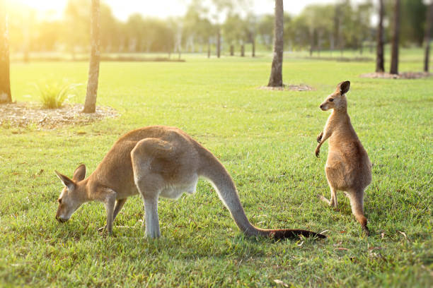 istock Australian kangaroos enjoying the afternoon sun in a park 1316164103