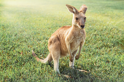Australian kangaroos enjoying the afternoon sun in a park.
