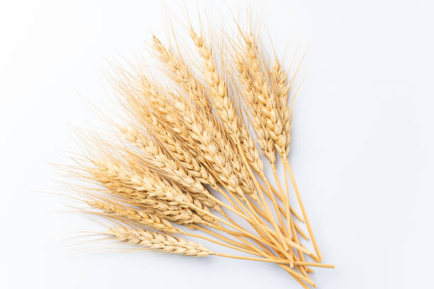 istock ear of wheat 1316164273