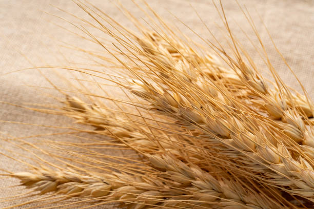 istock ear of wheat 1316164318