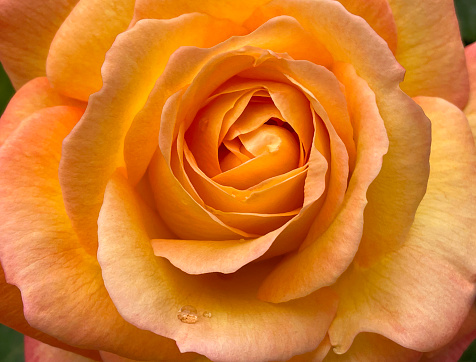 Close up view of an orange rose