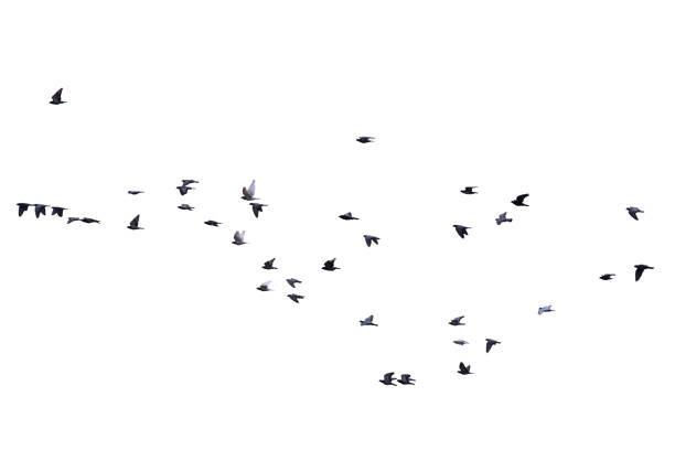 istock Flock of birds flying isolated on white background 1316168914