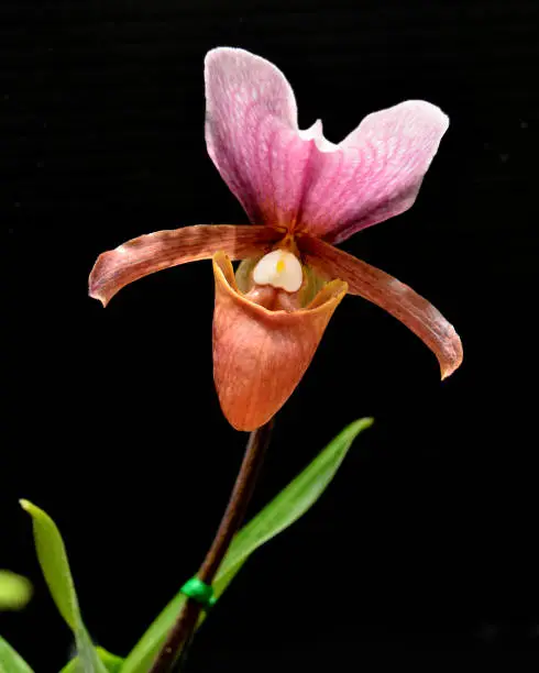 Photo of Lady Slipper orchid, Paphiopedilum charlesworthii