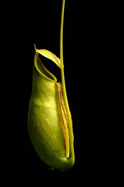 nepenthes or tropical pitcher plants