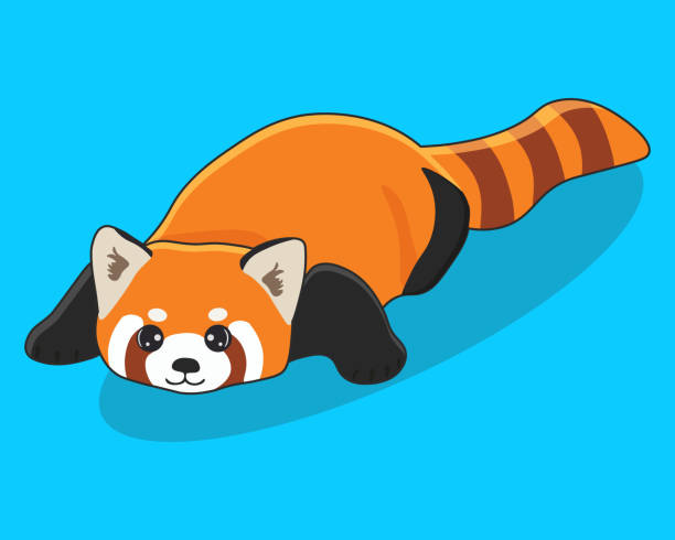 Cute Red Panda Isolated On Blue Background Vector Illustration In Cartoon  Style Stock Illustration - Download Image Now - iStock