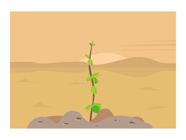 засуха в пустыне. зеленый росток растет из земли или песка. растение, дерево и сухая почва, земля. скипепт новой жизни, силы и силы дикой прир� - desert dry land drought stock illustrations