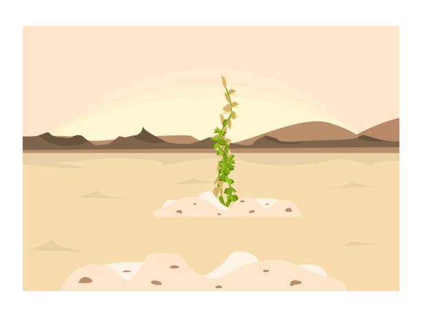 засуха в пустыне, жаркий климат. зеленый росток, растение, куст вырастает из сухой, треснувшей земли, песчаной почвы. пейзаж с закатом или во� - desert dry land drought stock illustrations
