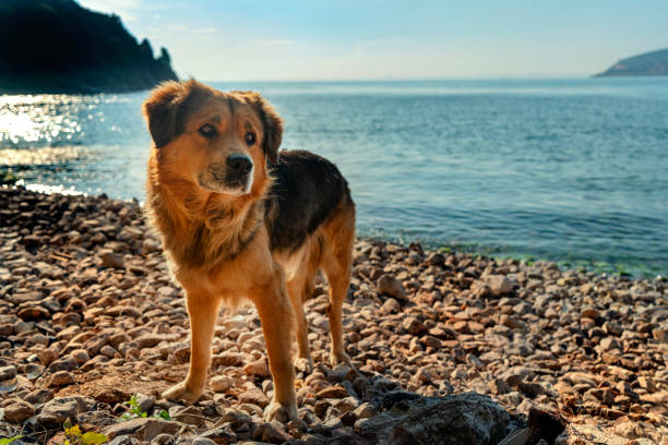Rear View Of Dog Sitting At Beach During Sunset