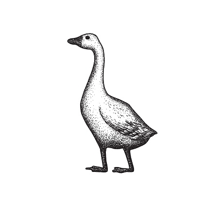 Goose. Domestic poultry. Drawing in vintage sketch style. Hand drawn Vector illustration.