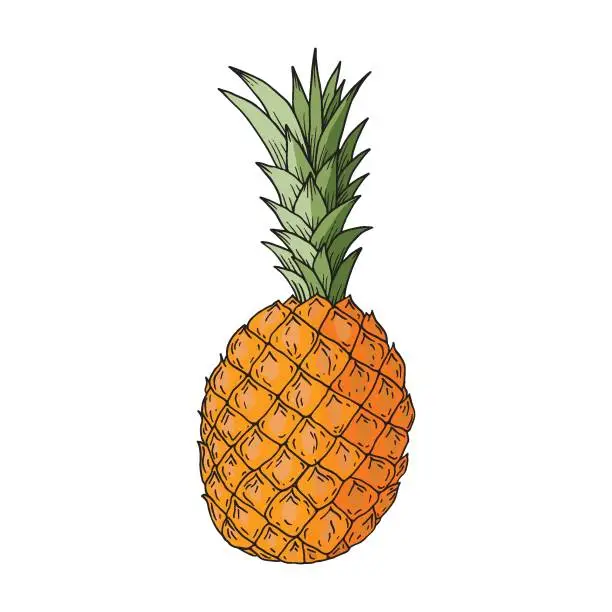 Vector illustration of Pineapple fruit. Hand-drawn colored vector illustration. Isolated on a white background.
