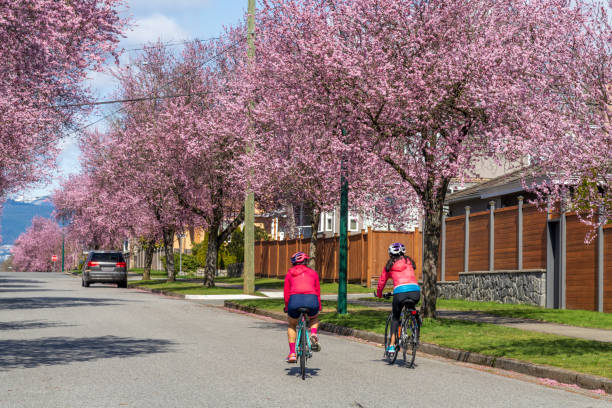 Cherry blossom tree full bloom in Vancouver City, Canada. Vancouver city cherry blossom. Residents are riding bicycles in West 22nd Avenue, Arbutus Ridge residential neighbourhood. BC, Canada. 22nd april stock pictures, royalty-free photos & images