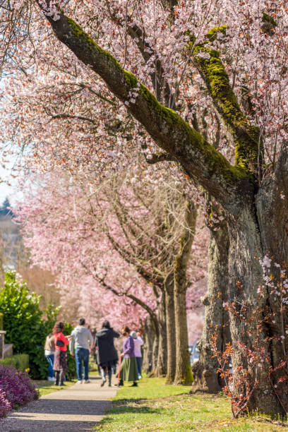 Cherry blossom tree full bloom in Vancouver City, Canada. Cherry tree full bloom in a row. People enjoying the beautiful cherry blossom in West 22nd Avenue. Vancouver city, BC, Canada. 22nd april stock pictures, royalty-free photos & images
