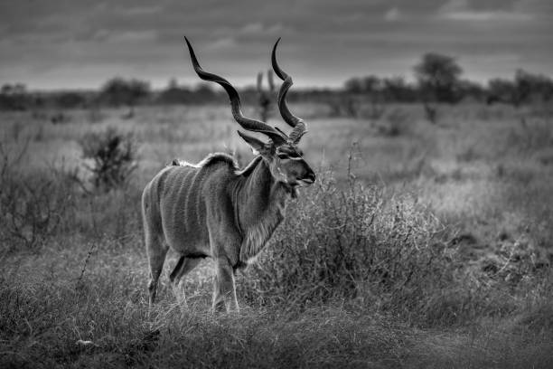 istock Kudu Kruger Park, South Africa 1316178079