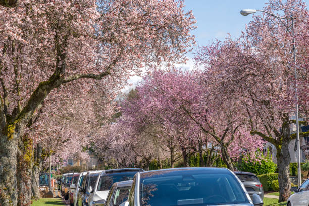 Cherry blossom tree full bloom in Vancouver City, Canada. Vancouver city cherry blossom in beautiful full bloom in West 22nd Avenue, Arbutus Ridge residential neighbourhood. BC, Canada. 22nd april stock pictures, royalty-free photos & images